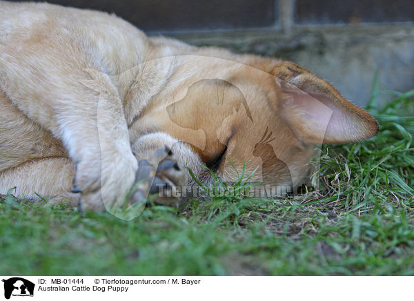 Australian Cattle Dog Welpe / Australian Cattle Dog Puppy / MB-01444