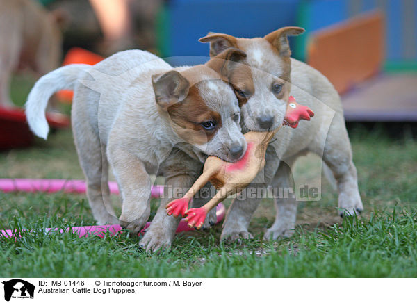 Australian Cattle Dog Welpen / Australian Cattle Dog Puppies / MB-01446