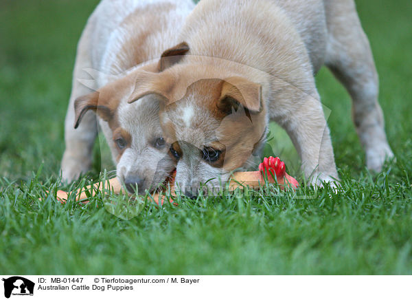 Australian Cattle Dog Welpen / Australian Cattle Dog Puppies / MB-01447