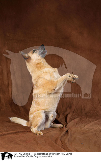 Australian Cattle Dog macht Mnnchen / Australian Cattle Dog shows trick / KL-05156