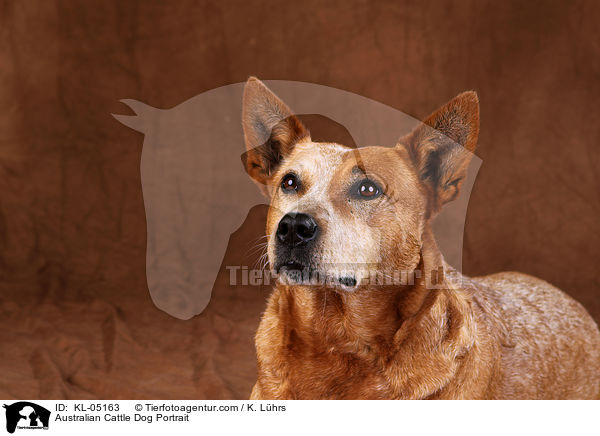 Australian Cattle Dog Portrait / Australian Cattle Dog Portrait / KL-05163