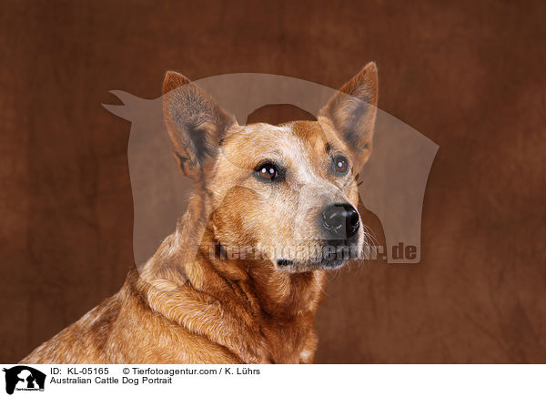 Australian Cattle Dog Portrait / Australian Cattle Dog Portrait / KL-05165