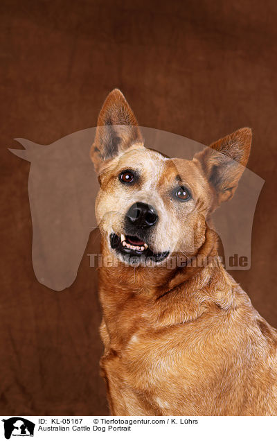Australian Cattle Dog Portrait / Australian Cattle Dog Portrait / KL-05167