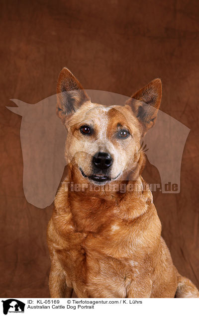 Australian Cattle Dog Portrait / Australian Cattle Dog Portrait / KL-05169