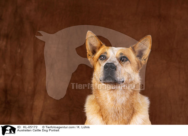 Australian Cattle Dog Portrait / Australian Cattle Dog Portrait / KL-05172