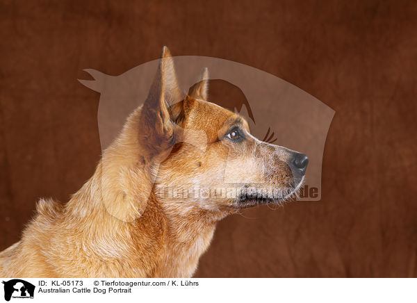 Australian Cattle Dog Portrait / Australian Cattle Dog Portrait / KL-05173
