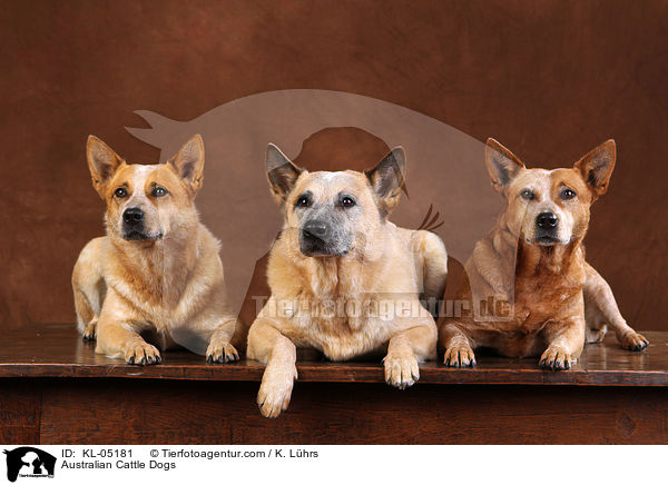 Australian Cattle Dogs / Australian Cattle Dogs / KL-05181