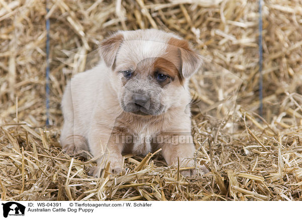 Australian Cattle Dog Welpe / Australian Cattle Dog Puppy / WS-04391