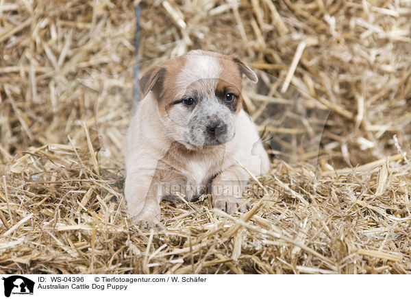 Australian Cattle Dog Welpe / Australian Cattle Dog Puppy / WS-04396