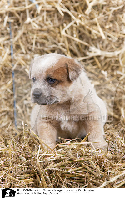 Australian Cattle Dog Welpe / Australian Cattle Dog Puppy / WS-04399
