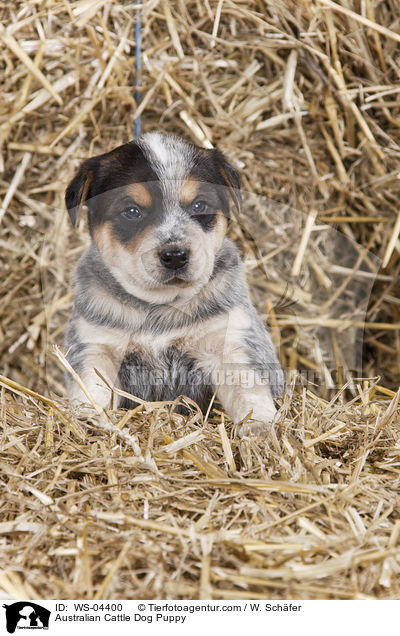 Australian Cattle Dog Welpe / Australian Cattle Dog Puppy / WS-04400