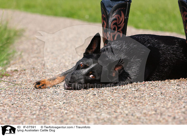 liegender Australian Cattle Dog / lying Australian Cattle Dog / IF-07591