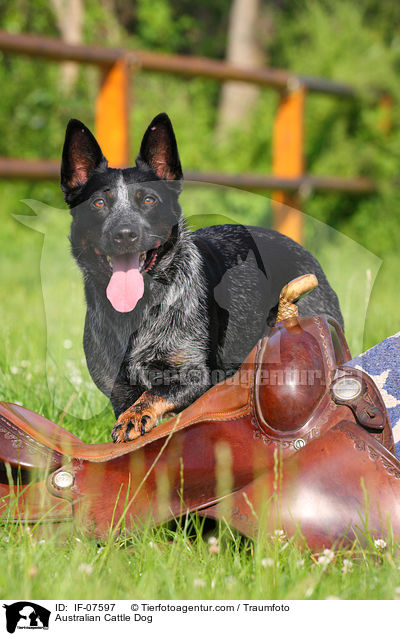 Australian Cattle Dog / Australian Cattle Dog / IF-07597