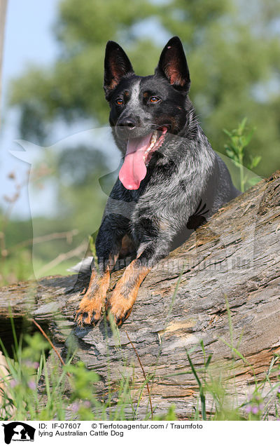 liegender Australian Cattle Dog / lying Australian Cattle Dog / IF-07607