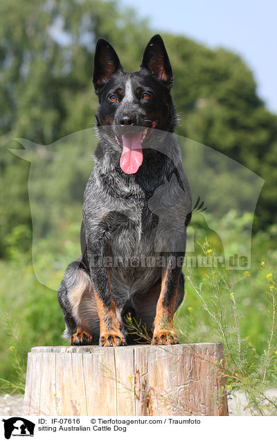 sitzender Australian Cattle Dog / sitting Australian Cattle Dog / IF-07616