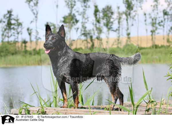 Australian Cattle Dog / Australian Cattle Dog / IF-07640