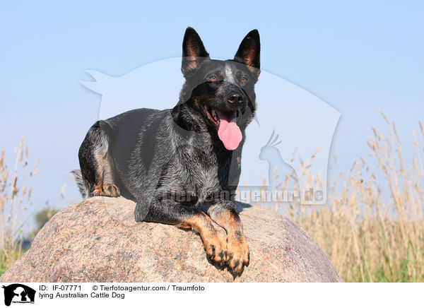 liegender Australian Cattle Dog / lying Australian Cattle Dog / IF-07771