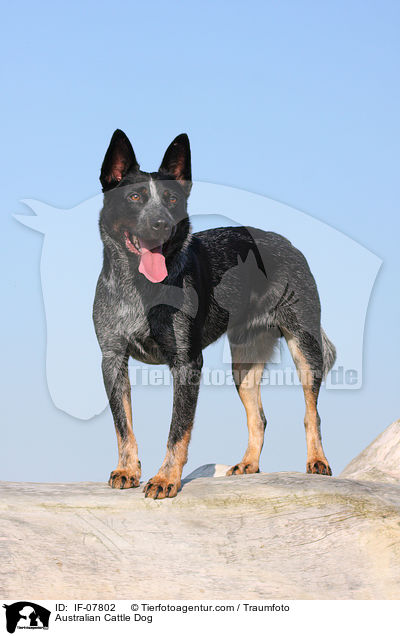 Australian Cattle Dog / Australian Cattle Dog / IF-07802