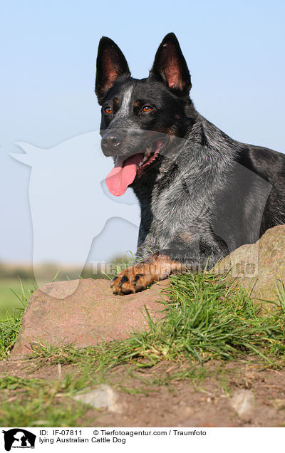 liegender Australian Cattle Dog / lying Australian Cattle Dog / IF-07811