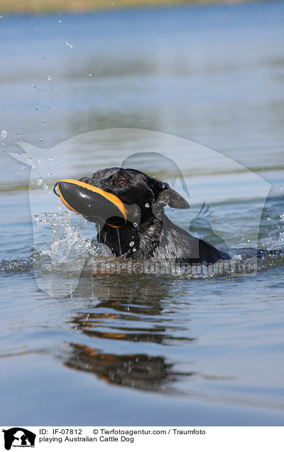 spielender Australian Cattle Dog / playing Australian Cattle Dog / IF-07812