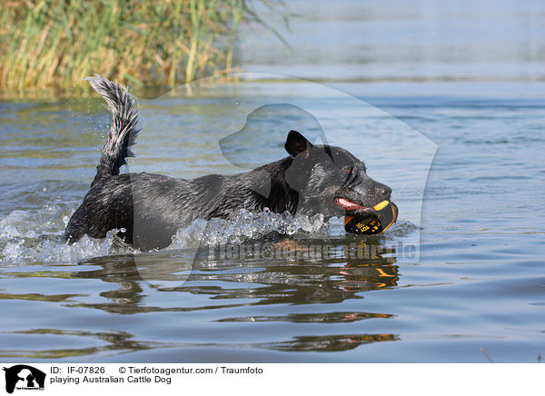 spielender Australian Cattle Dog / playing Australian Cattle Dog / IF-07826