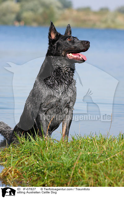 sitzender Australian Cattle Dog / sitting Australian Cattle Dog / IF-07827