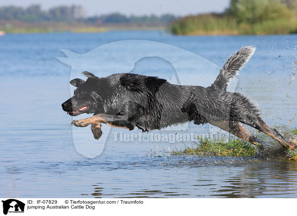 springender Australian Cattle Dog / jumping Australian Cattle Dog / IF-07829