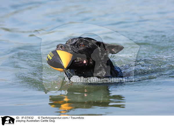 spielender Australian Cattle Dog / playing Australian Cattle Dog / IF-07832