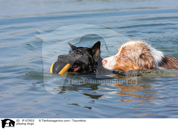 spielende Hunde / playing dogs / IF-07853