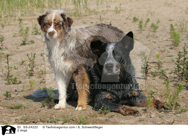 2 Hunde / 2 dogs / SS-24222