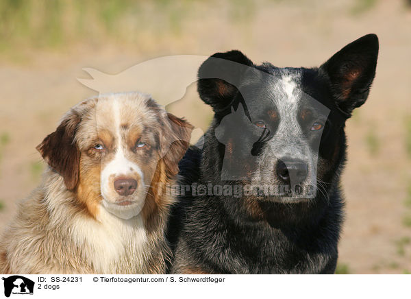 2 Hunde / 2 dogs / SS-24231