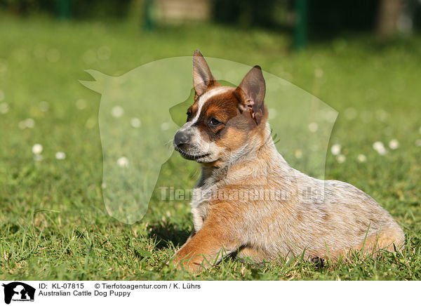Australian Cattle Dog Welpe / Australian Cattle Dog Puppy / KL-07815