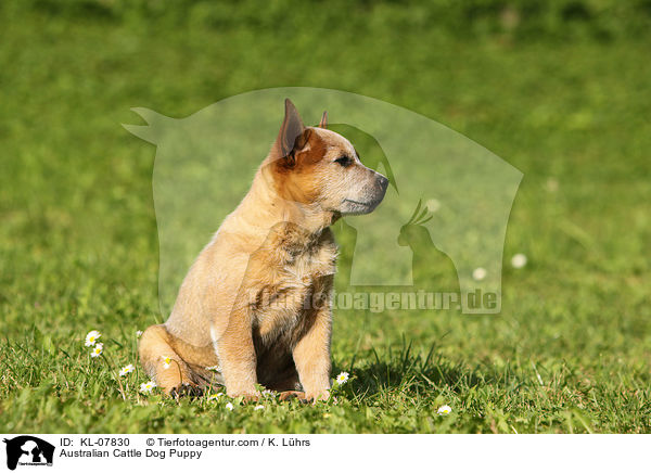 Australian Cattle Dog Welpe / Australian Cattle Dog Puppy / KL-07830