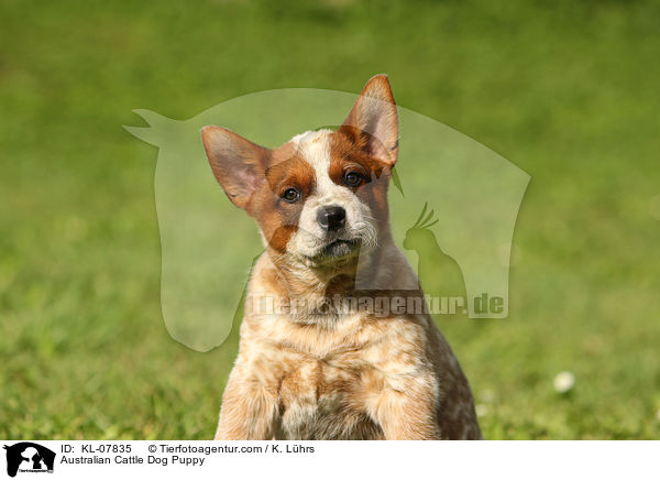 Australian Cattle Dog Welpe / Australian Cattle Dog Puppy / KL-07835