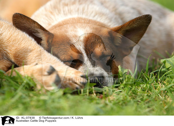 Australian Cattle Dog Welpen / Australian Cattle Dog Puppies / KL-07838