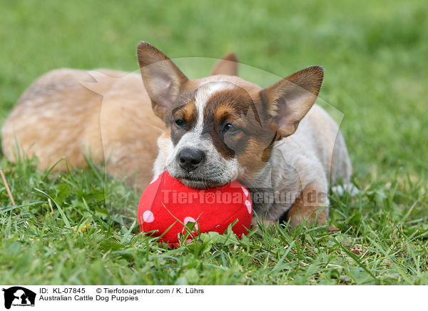 Australian Cattle Dog Welpen / Australian Cattle Dog Puppies / KL-07845