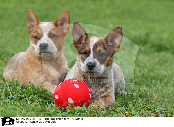Australian Cattle Dog Welpen / Australian Cattle Dog Puppies / KL-07846