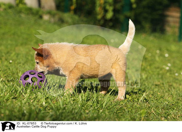 Australian Cattle Dog Welpe / Australian Cattle Dog Puppy / KL-07853