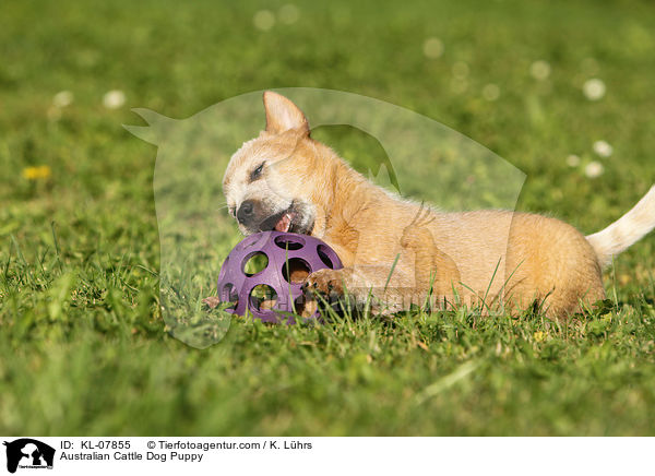 Australian Cattle Dog Welpe / Australian Cattle Dog Puppy / KL-07855