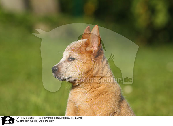 Australian Cattle Dog Welpe / Australian Cattle Dog Puppy / KL-07857