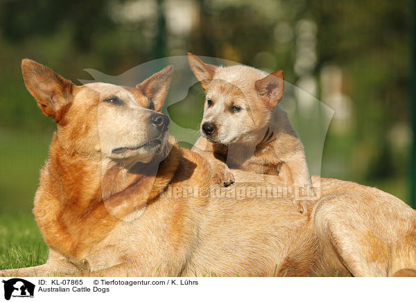 Australian Cattle Dogs / Australian Cattle Dogs / KL-07865