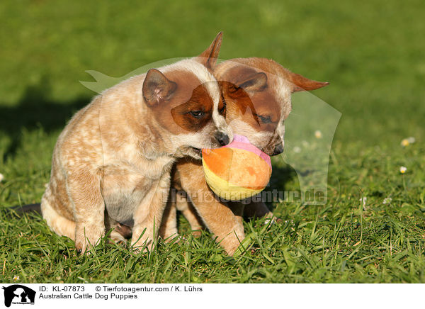 Australian Cattle Dog Welpen / Australian Cattle Dog Puppies / KL-07873