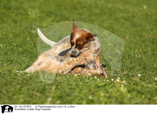 Australian Cattle Dog Welpen / Australian Cattle Dog Puppies / KL-07874