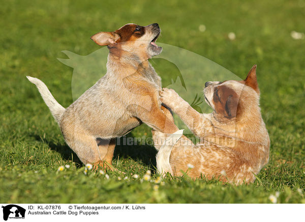 Australian Cattle Dog Welpen / Australian Cattle Dog Puppies / KL-07876