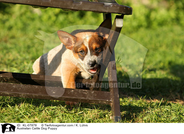 Australian Cattle Dog Welpe / Australian Cattle Dog Puppy / KL-07878