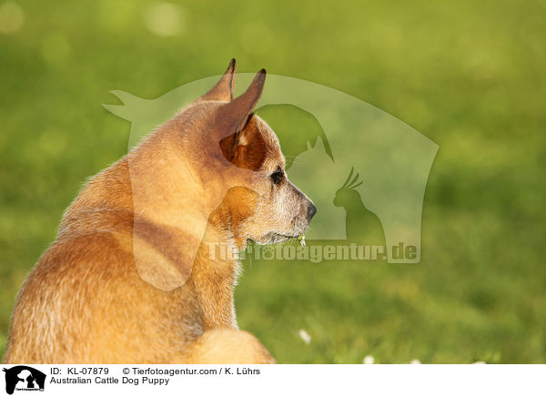 Australian Cattle Dog Welpe / Australian Cattle Dog Puppy / KL-07879