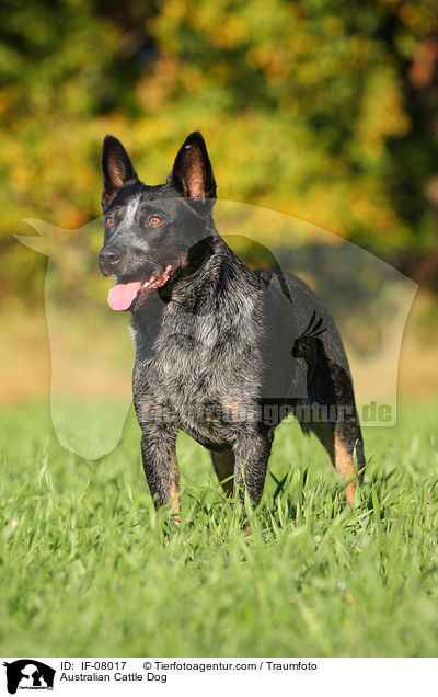 Australian Cattle Dog / Australian Cattle Dog / IF-08017