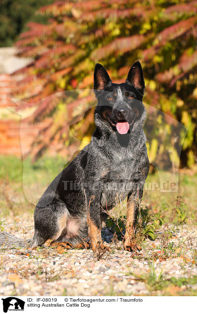 sitzender Australian Cattle Dog / sitting Australian Cattle Dog / IF-08019