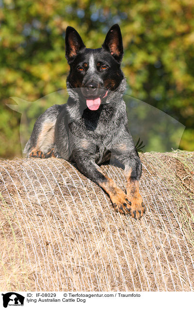 liegender Australian Cattle Dog / lying Australian Cattle Dog / IF-08029