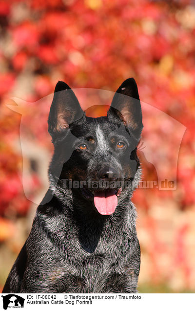 Australian Cattle Dog Portrait / Australian Cattle Dog Portrait / IF-08042